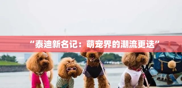 “泰迪新名记:萌宠界的潮流更迭”
