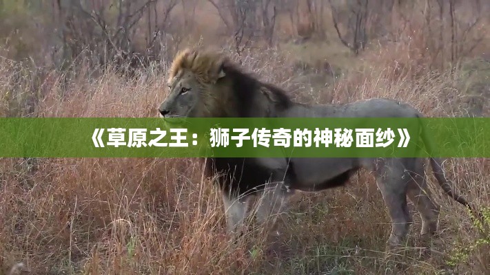 《草原之王:狮子传奇的神秘面纱》