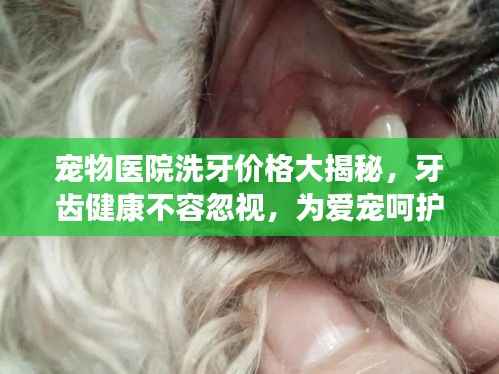宠物医院洗牙价格大揭秘,牙齿健康不容忽视,为爱宠呵护口腔健康!