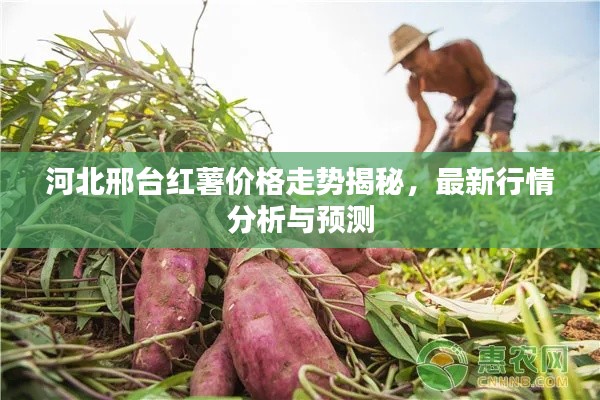 河北邢台红薯价格走势揭秘,最新行情分析与预测