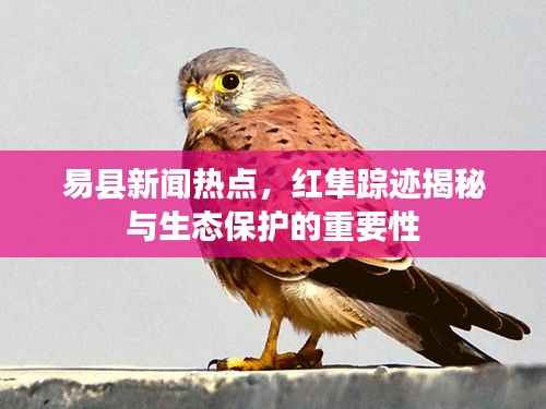 易县新闻热点,红隼踪迹揭秘与生态保护的重要性