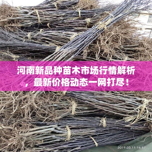 河南新品种苗木市场行情解析,最新价格动态一网打尽!