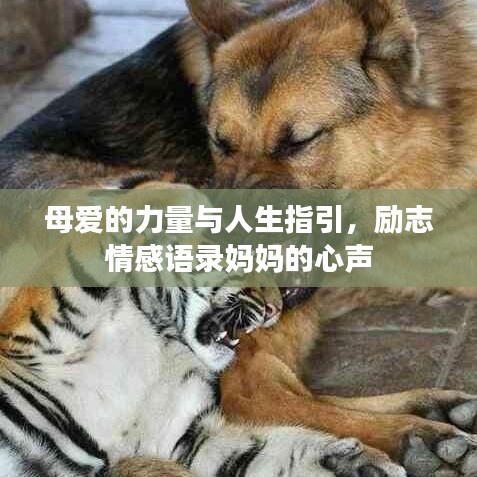 母爱的力量与人生指引,励志情感语录妈妈的心声